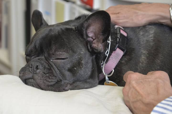 Pet Friendly 14 of 25